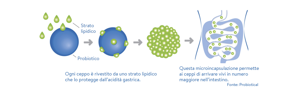 schema-probiotici